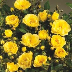 'Golden Eye Cover'® Rosa X 'Golden Eye Cover'® (Bunddækkerose) A-Kvalitet,- Barrods Roser Min. 3 Grene -Sirius Butik p23708 51966 rosa x golden eye cover bunddaekkerose 9555
