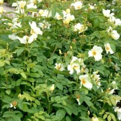 'Golden Wings' Rosa X 'Golden Wings' (Buskrose) A-Kvalitet,- Barrods Roser Min. 3 Grene -Sirius Butik p23709 52409 rosa x golden wings buskrose 002c