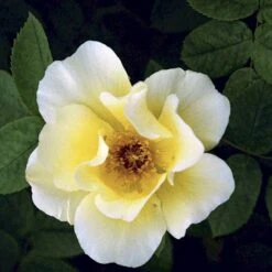 'Golden Wings' Rosa X 'Golden Wings' (Buskrose) A-Kvalitet,- Barrods Roser Min. 3 Grene -Sirius Butik p23709 52410 rosa x golden wings buskrose 7cf1