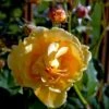 'Goldener Olymp'® Rosa X 'Goldener Olymp'® (Slyngrose) A-Kvalitet,- Barrods Roser Min. 3 Grene