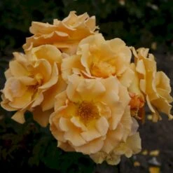 'Goldener Olymp'® Rosa X 'Goldener Olymp'® (Slyngrose) A-Kvalitet,- Barrods Roser Min. 3 Grene -Sirius Butik p23710 53574 rosa x goldener olymp slyngrose a2ec