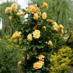 'Goldener Olymp'® Rosa X 'Goldener Olymp'® (Slyngrose) A-Kvalitet,- Barrods Roser Min. 3 Grene -Sirius Butik p23710 53575 rosa x goldener olymp slyngrose a9a6