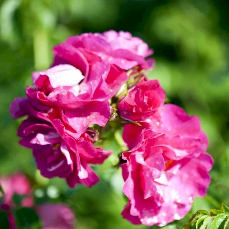 'Henry Kelsey' Rosa Kordesii 'Henry Kelsey' (Slyngrose) A-Kvalitet,- Barrods Roser Min. 3 Grene 1 'Henry Kelsey' Rosa Kordesii 'Henry Kelsey' (Slyngrose) A-Kvalitet,- Barrods Roser Min. 3 Grene