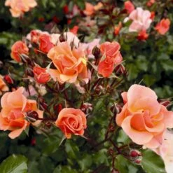 'Jazz'® Rosa X 'Jazz'® (Bunddækkerose) A-Kvalitet,- Barrods Roser Min. 3 Grene -Sirius Butik p23790 53979 rosa x jazz bunddaekkerose 4c49