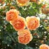 'Lady Of Shalott' Rosa X 'Lady Of Shalott' (Engelsk Rose) A-Kvalitet,- Barrods Roser Min. 3 Grene