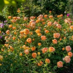 'Lady Of Shalott' Rosa X 'Lady Of Shalott' (Engelsk Rose) A-Kvalitet,- Barrods Roser Min. 3 Grene -Sirius Butik p23841 53057 rosa x lady of shalott engelsk rose 7cd0