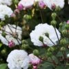 'Little White Pet' Rosa X Sempervirens 'Little White Pet' A-Kvalitet,- Barrods Roser Min. 3 Grene