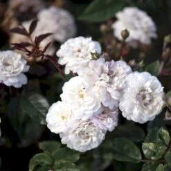 'Little White Pet' Rosa X Sempervirens 'Little White Pet' A-Kvalitet,- Barrods Roser Min. 3 Grene -Sirius Butik p23863 51610 rosa x sempervirens little white pet 3439