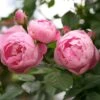'Raubritter'® Rosa Macrantha 'Raubritter'® (Buskrose) A-Kvalitet,- Barrods Roser Min. 3 Grene