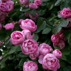 'Raubritter'® Rosa Macrantha 'Raubritter'® (Buskrose) A-Kvalitet,- Barrods Roser Min. 3 Grene -Sirius Butik p23876 53631 rosa macrantha raubritter buskrose 7678