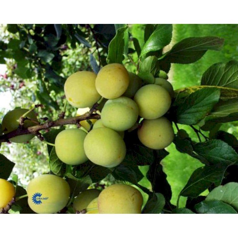 Blomme 'Quillins Reine Claude' Prunus Domestica 'R.C. Quillins' Dværgtræ, 3-5 Grene, 6,7 Liter Potte, 80-100 Cm. 1 Blomme 'Quillins Reine Claude' Prunus Domestica 'R.C. Quillins' Dværgtræ, 3-5 Grene, 6,7 Liter Potte, 80-100 Cm.