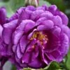 'Minerva' Rosa X 'Minerva' (Buketrose) A-Kvalitet,- Barrods Roser Min. 3 Grene