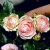 'Mini Eden Rose' Rosa 'Mini Eden Rose' (Slyngrose) A-Kvalitet,- Barrods Roser Min. 3 Grene