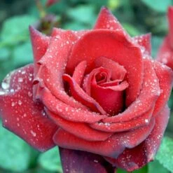 'Miss Schweiz'® Rosa X 'Miss Schweiz'® (Storblomstrende) 3,0 Liter Potte -Sirius Butik p23927 51335 rosa x miss schweiz storblomstrende 6d40