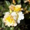 'Morden Sunrise' Rosa X 'Morden Sunrise' (Buketrose) A-Kvalitet,- Barrods Roser Min. 3 Grene