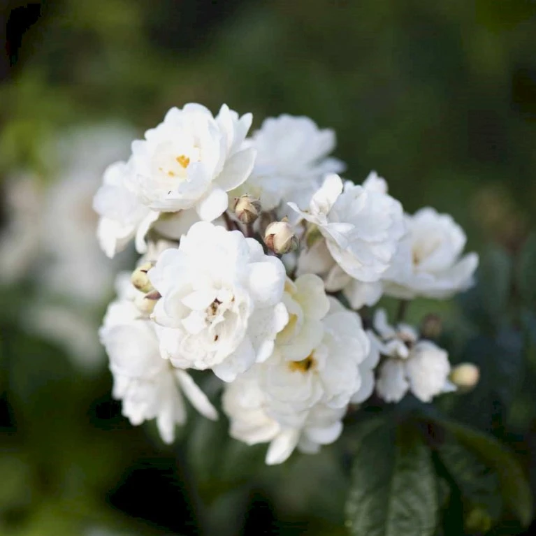 'Waterloo' Rosa X 'Waterloo' (Buskrose) A-Kvalitet,- Barrods Roser Min. 3 Grene 1 'Waterloo' Rosa X 'Waterloo' (Buskrose) A-Kvalitet,- Barrods Roser Min. 3 Grene