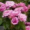 'Naomi™ Renaissance'® Rosa X 'Naomi™ Renaissance'® (Renaissancerose) A-Kvalitet,- Barrods Roser Min. 3 Grene