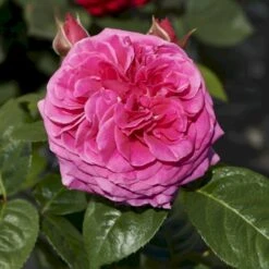 'Naomi™ Renaissance'® Rosa X 'Naomi™ Renaissance'® (Renaissancerose) A-Kvalitet,- Barrods Roser Min. 3 Grene -Sirius Butik p23967 52177 rosa x naomi renaissance renaissancerose b4d1