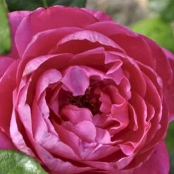 'Naomi™ Renaissance'® Rosa X 'Naomi™ Renaissance'® (Renaissancerose) A-Kvalitet,- Barrods Roser Min. 3 Grene -Sirius Butik p23967 52178 rosa x naomi renaissance renaissancerose 3587