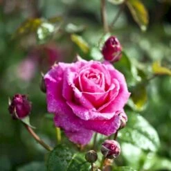 'Naomi™ Renaissance'® Rosa X 'Naomi™ Renaissance'® (Renaissancerose) A-Kvalitet,- Barrods Roser Min. 3 Grene -Sirius Butik p23967 52179 rosa x naomi renaissance renaissancerose 0148