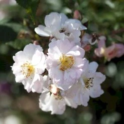 'Open Arms' Rosa X 'Open Arms' (Slyngrose) A-Kvalitet,- Barrods Roser Min. 3 Grene