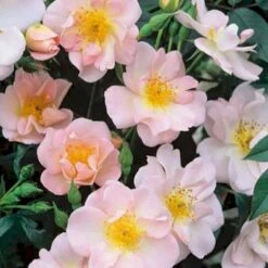 'Open Arms' Rosa X 'Open Arms' (Slyngrose) A-Kvalitet,- Barrods Roser Min. 3 Grene -Sirius Butik p23996 52485 rosa x open arms slyngrose c4c9