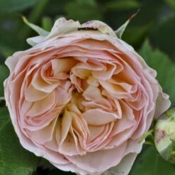 'Pastella'® Rosa X 'Pastella'® (Buketrose) A-Kvalitet,- Barrods Roser Min. 3 Grene