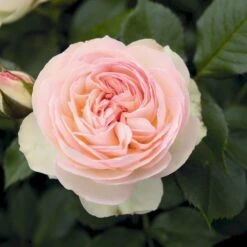 'Pastella'® Rosa X 'Pastella'® (Buketrose) A-Kvalitet,- Barrods Roser Min. 3 Grene -Sirius Butik p24016 54029 rosa x pastella buketrose a530