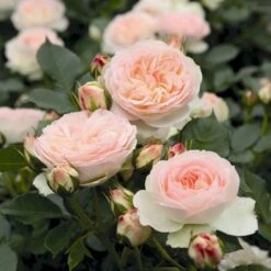 'Pastella'® Rosa X 'Pastella'® (Buketrose) A-Kvalitet,- Barrods Roser Min. 3 Grene -Sirius Butik p24016 54030 rosa x pastella buketrose 5495