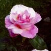 'Paul McCartney' Rosa X 'Paul McCartney' (Storblomstrende) A-Kvalitet,- Barrods Roser Min. 3 Grene