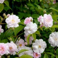 'Paul's Himalayan Musk' Rosa Moschata 'Paul's Himalayan Musk' (Moskusrose) A-Kvalitet,- Barrods Roser Min. 3 Grene -Sirius Butik p24029 52494 rosa moschata paul s himalayan musk moschatarose c579