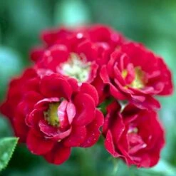 'Peter Pan' Rosa X 'Peter Pan' (Buketrose) A-Kvalitet,- Barrods Roser Min. 3 Grene -Sirius Butik p24038 51651 rosa x peter pan buketrose 15e7