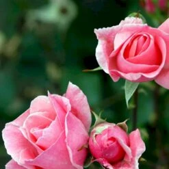 'Queen Elisabeth' Rosa X 'Queen Elisabeth' (Storblomstrende) A-Kvalitet,- Barrods Roser Min. 3 Grene -Sirius Butik p24086 51370 rosa x queen elisabeth 8534