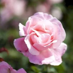 'Queen Elisabeth' Rosa X 'Queen Elisabeth' (Storblomstrende) A-Kvalitet,- Barrods Roser Min. 3 Grene -Sirius Butik p24086 51371 rosa x queen elisabeth 572a