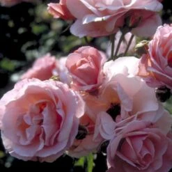 'Queen Elisabeth' Rosa X 'Queen Elisabeth' (Storblomstrende) A-Kvalitet,- Barrods Roser Min. 3 Grene -Sirius Butik p24086 51372 rosa x queen elisabeth 39bf