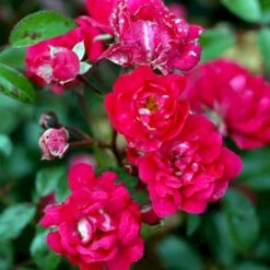 'Red Fairy' Rosa X 'Red Fairy' (Bunddækkerose) A-Kvalitet,- Barrods Roser Min. 3 Grene -Sirius Butik p24097 51667 rosa x red fairy bunddaekkerose 4bbe