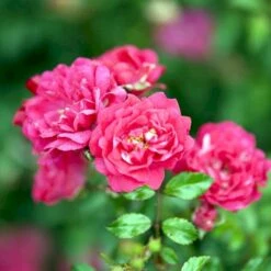 'Red Fairy' Rosa X 'Red Fairy' (Bunddækkerose) A-Kvalitet,- Barrods Roser Min. 3 Grene -Sirius Butik p24097 51668 rosa x red fairy bunddaekkerose 1f42