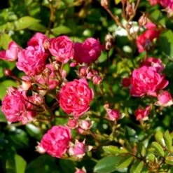 'Red Fairy' Rosa X 'Red Fairy' (Bunddækkerose) A-Kvalitet,- Barrods Roser Min. 3 Grene -Sirius Butik p24097 51669 rosa x red fairy bunddaekkerose 70b3
