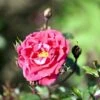 'Red New Dawn' Rosa X 'Red New Dawn' (Slyngrose) A-Kvalitet,- Barrods Roser Min. 3 Grene