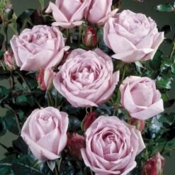 'Sandra™ Renaissance'® Rosa X 'Sandra™ Renaissance'® (Renaissancerose) A-Kvalitet,- Barrods Roser Min. 3 Grene -Sirius Butik p24160 52200 rosa x sandra renaissance renaissancerose 42d7