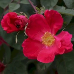 'Scharlachglut'® Rosa Gallica 'Scharlachglut'® (Gallicarose) A-Kvalitet,- Barrods Roser Min. 3 Grene -Sirius Butik p24172 53649 rosa gallica scharlachglut gallicarose b8a2