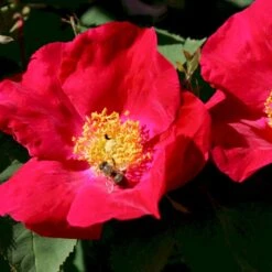 'Scharlachglut'® Rosa Gallica 'Scharlachglut'® (Gallicarose) A-Kvalitet,- Barrods Roser Min. 3 Grene -Sirius Butik p24172 53650 rosa gallica scharlachglut gallicarose e1ec