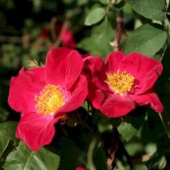 'Scharlachglut'® Rosa Gallica 'Scharlachglut'® (Gallicarose) A-Kvalitet,- Barrods Roser Min. 3 Grene -Sirius Butik p24172 53651 rosa gallica scharlachglut gallicarose 7b26