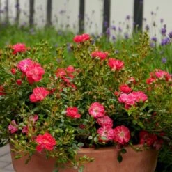 'Soft Cover'® Rosa X 'Soft Cover'® (Bunddækkerose) A-Kvalitet,- Barrods Roser Min. 3 Grene -Sirius Butik p24206 51992 rosa x soft cover bunddaekkerose 4161