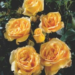 'Sophia™ Renaissance'® Rosa X 'Sophia™ Renaissance'® (Renaissancerose) A-Kvalitet,- Barrods Roser Min. 3 Grene -Sirius Butik p24215 52204 rosa x sophia renaissance renaissancerose 0ddd