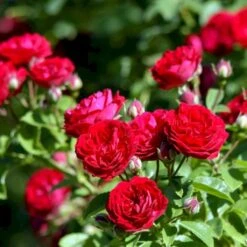 'Chevy Chase' Rosa Soyieana 'Chevy Chase' (Slyngrose) A-Kvalitet,- Barrods Roser Min. 3 Grene -Sirius Butik p24220 52331 rosa soyieana chevy chase slyngrose f48b