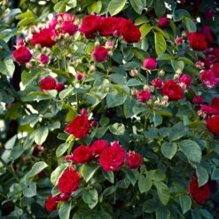 'Chevy Chase' Rosa Soyieana 'Chevy Chase' (Slyngrose) A-Kvalitet,- Barrods Roser Min. 3 Grene -Sirius Butik p24220 52332 rosa soyieana chevy chase slyngrose 5950