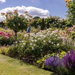 'Susan Williams-Ellis'™ Rosa 'Susan Williams-Ellis'™ (Engelsk Rose) A-Kvalitet,- Barrods Roser Min. 3 Grene -Sirius Butik p24241 53146 rosa susan williams ellis engelsk rose 5952