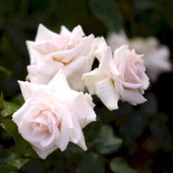 'Swan Lake' Rosa X 'Swan Lake' (Slyngrose) A-Kvalitet,- Barrods Roser Min. 3 Grene -Sirius Butik p24243 52911 rosa x swan lake slyngrose 3040