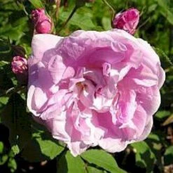 'Sweet Adeline' Rosa X 'Sweet Adeline' (Buskrose) A-Kvalitet,- Barrods Roser Min. 3 Grene